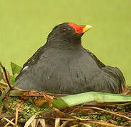 Common Moorhen