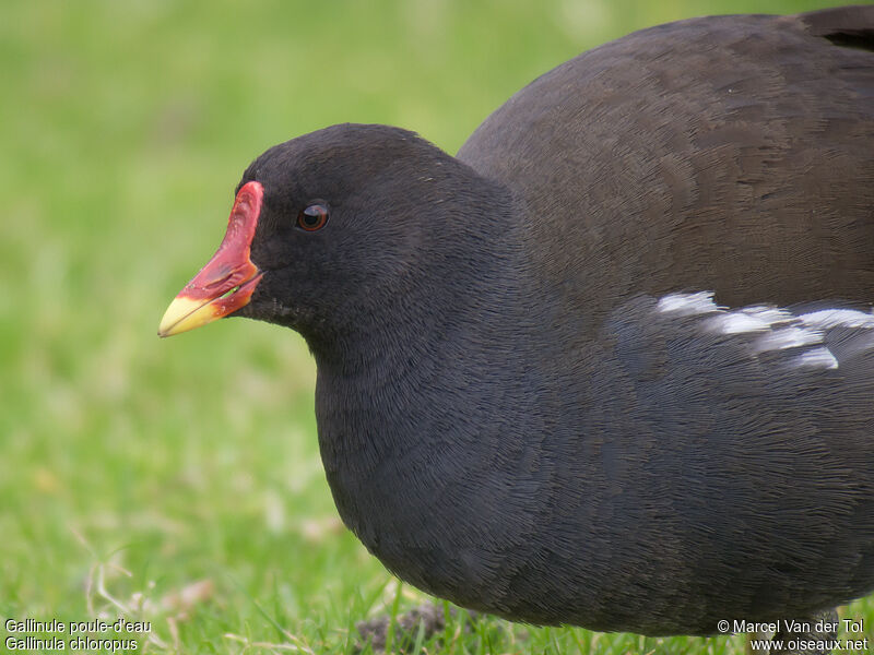 Gallinule poule-d'eauadulte