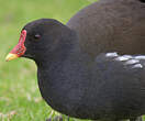 Gallinule poule-d'eau