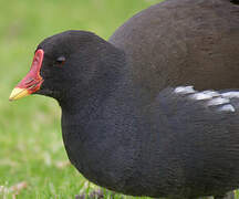 Common Moorhen