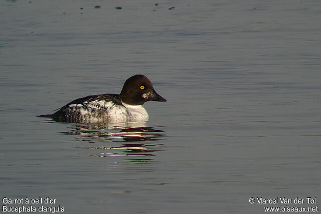 Common Goldeneye male immature