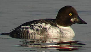 Common Goldeneye