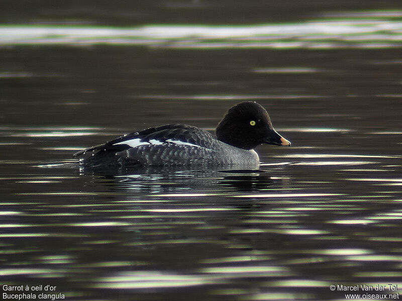 Common Goldeneye female adult