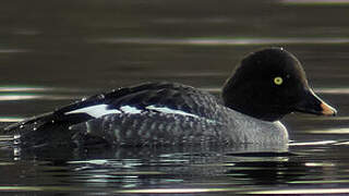 Common Goldeneye