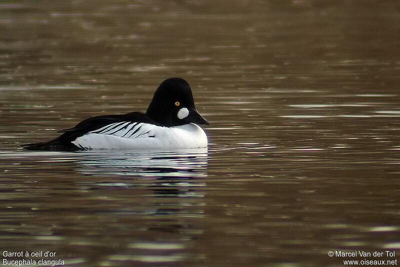 Common Goldeneye male adult