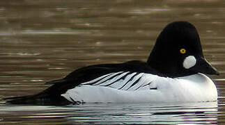 Common Goldeneye