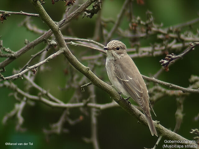 Spotted Flycatcher