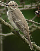 Spotted Flycatcher