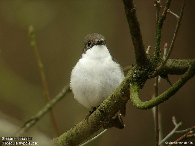 Gobemouche noir