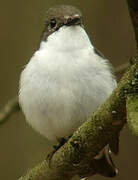 European Pied Flycatcher