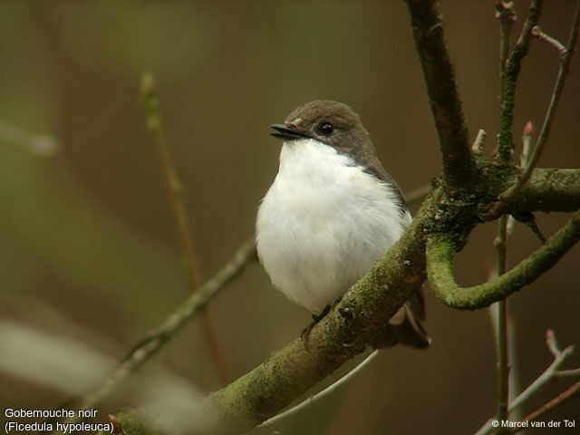 Gobemouche noir