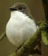 European Pied Flycatcher