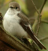 European Pied Flycatcher