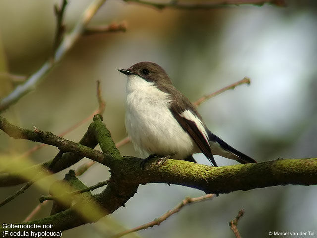 Gobemouche noir