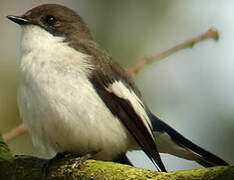 European Pied Flycatcher