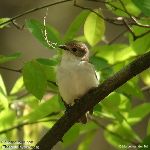 European Pied Flycatcher