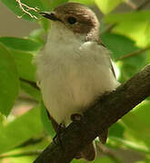 European Pied Flycatcher