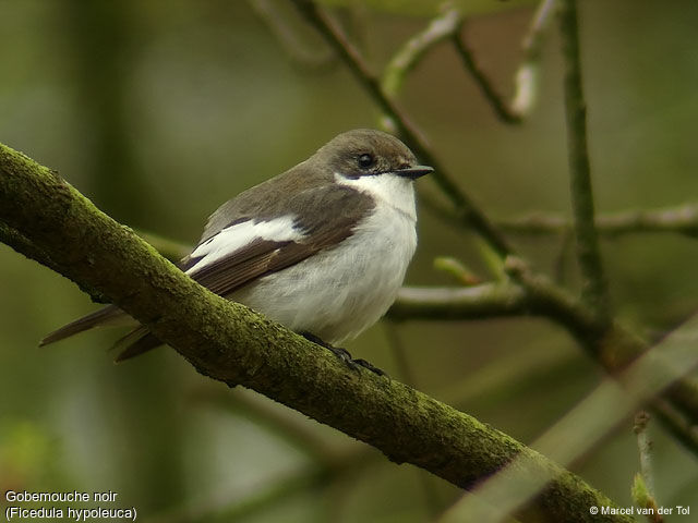 Gobemouche noir