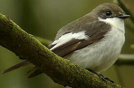 European Pied Flycatcher