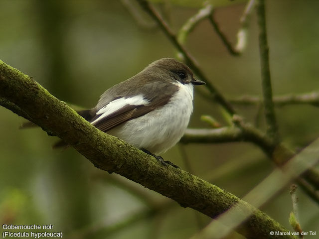 European Pied Flycatcher