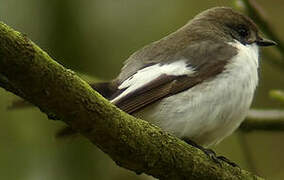 European Pied Flycatcher