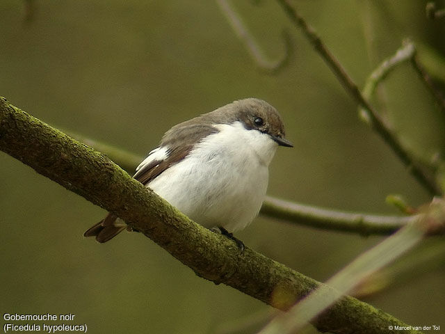 Gobemouche noir