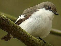 European Pied Flycatcher