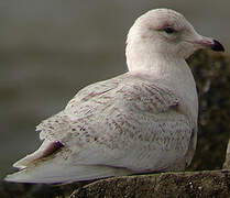 Iceland Gull