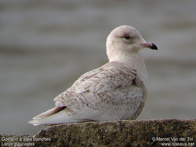 Iceland GullFirst year