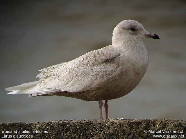 Iceland Gull