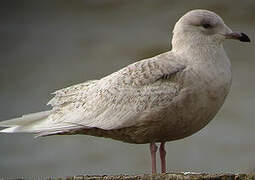 Iceland Gull