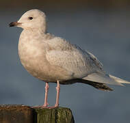 Iceland Gull