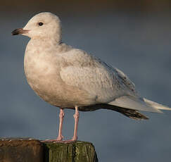 Goéland à ailes blanches