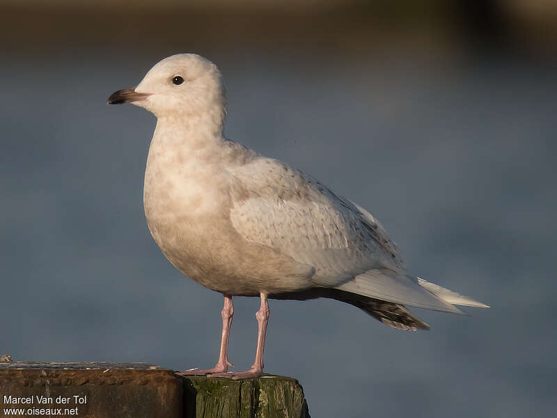 Iceland Gullimmature, identification