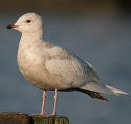 Iceland Gull