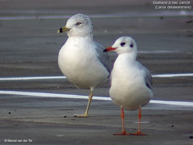 Ring-billed Gull