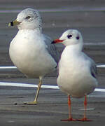 Ring-billed Gull