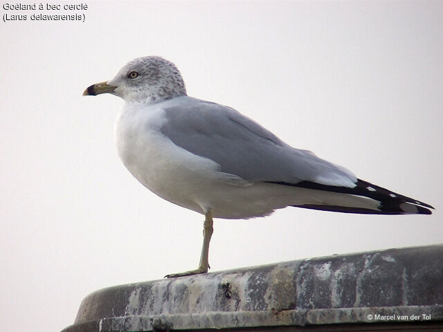 Ring-billed Gull