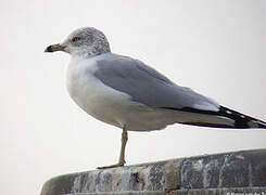 Ring-billed Gull