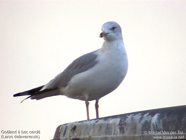 Ring-billed Gull