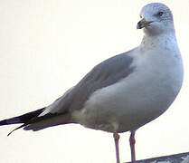 Ring-billed Gull