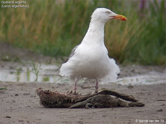 European Herring Gull