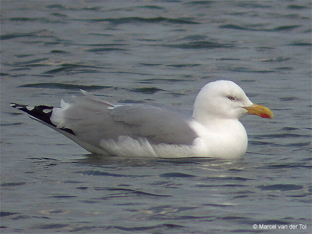 European Herring Gull