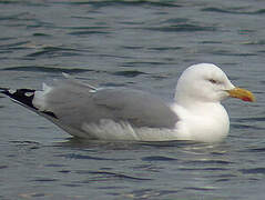 European Herring Gull