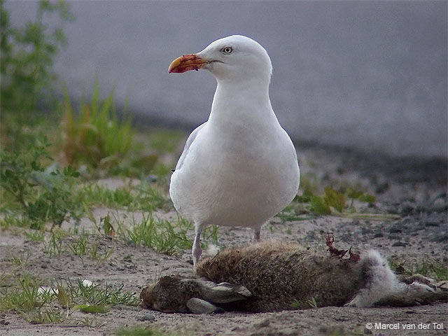 European Herring Gull
