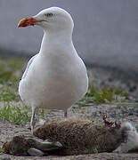 European Herring Gull