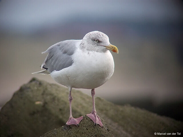 European Herring Gull