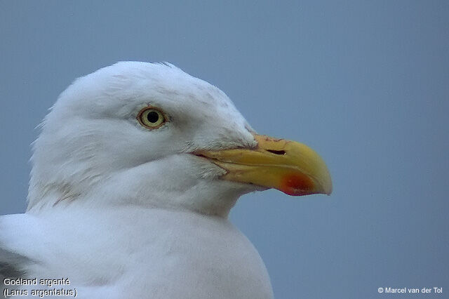 European Herring Gull