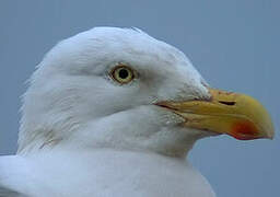 European Herring Gull