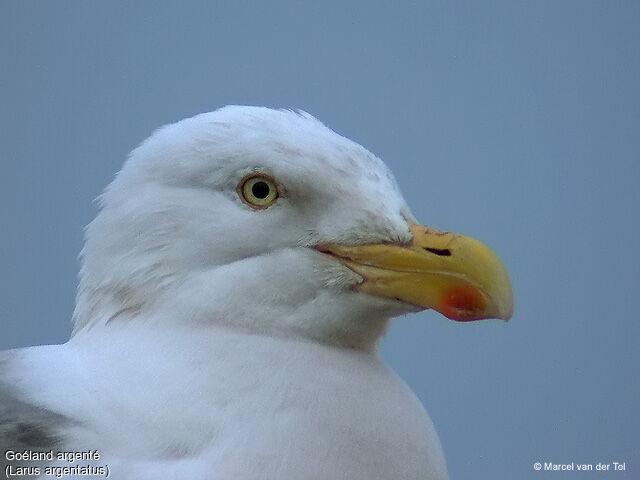 European Herring Gull